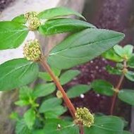 🔥10 POKOK SUSU NABI / PENAWAR GOUT / UBAT GOUT