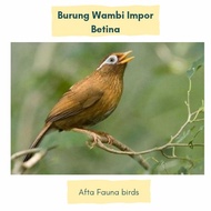 Burung wambi import Betina