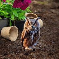 [Predolo] Acrylic Owl Yard Sign Garden Ornament Lawn Decoration Animal Sculpture Yard