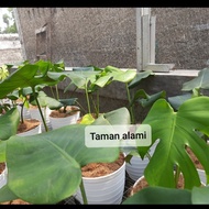 tanaman hias monstera king - monstera king