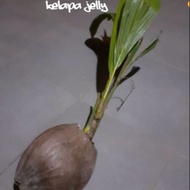Anak pokok kelapa Jelly@Macapuno