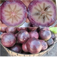 Pokok Buah Star Apple Caimito Buah susu Vietnam