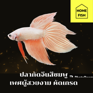 ปลากัดจีนสีชมพูคัดเกรด สวยงามเพศผู้ (N01) (มีรับประกันสินค้า) (มีเก็บเงินปลายทาง)