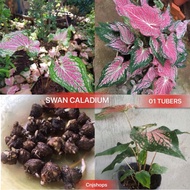 SWAN CALADIUM 01 TUBER