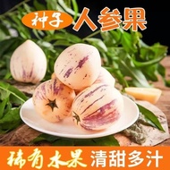 【Easy to Live】Yiqiyu Ginseng Fruit Seed Fruit Seeds Easy to Live Perennial Fruit Big Meat Thin and Succulent Four Season