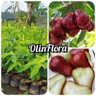 bibit jambu citra madu okulasi unggulan