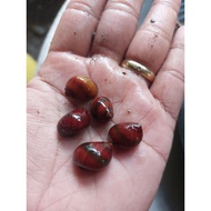 aquarium cleaner best algae eater (nerite snail 5pcs + 2 free)