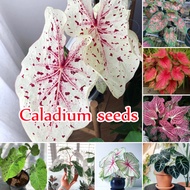 【100% Original】Rare Mixcolor Caladium Seeds for Planting (100 Seeds Per Pack) Keladi Caladium Benih Bunga Live Plant Flower Seeds Bonsai Water Plants for Sale Pokok Keladi Hidup Pokok Bunga Hidup Biji Benih Air Plant for Home &amp; Garden Decor Easy To Grow