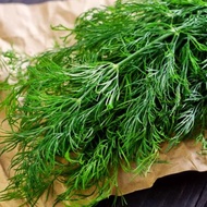 🌿🌿 EGYPTIAN Dill seeds🌿🌿 / بذور الشبت /BENIH DILL (50 herbs seed🌱 + 3g 🌱)🌿🌿