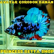 Ikan Cupang Avatar Gordon Kalimaya Male Bahan Proses Mutasi Warna