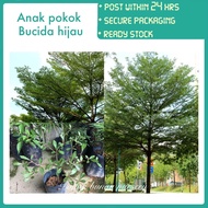 PBN - anak pokok Bucida hijau - pokok bunga nursery payung doa tree outdoor live plant umbrella tada