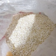 Pearl barley jali jali Seeds 1kg jali Seeds