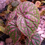 Begonia Roseopunctata [RARE Plant]