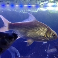 Hiasan Aquarium Ikan Kaviat Albino Big Size Jumbo Cocok Buat Tankmate