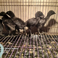 Anak Ayam Hias Cemani Hitam Anakan Bandung