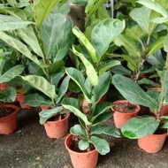 Ficus Lyrata | Fiddle Leaf Fig | Home & Office Decor