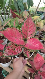 Aglaonema Red Anyamanee with FREE plastic pot, pebbles and soil. Real Plants not Seeds / Indoor Plan