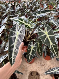 Berjaya Plant Nursery - Alocasia Rare/ Pokok Keladi(Pokok Keladi Hidup/Pokok Hiasan Dalam Rumah/Real Live Indoor Plant)