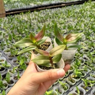 Anggrek Dendrobium Seedling - Bunga Anggrek Dendrobium Seedling -