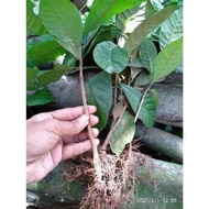 100 Bibit Kopi Robusta Cabutan / Bibit Pohon Kopi Robusta / Bibit Kopi Rabusta / bibit kopi robusta