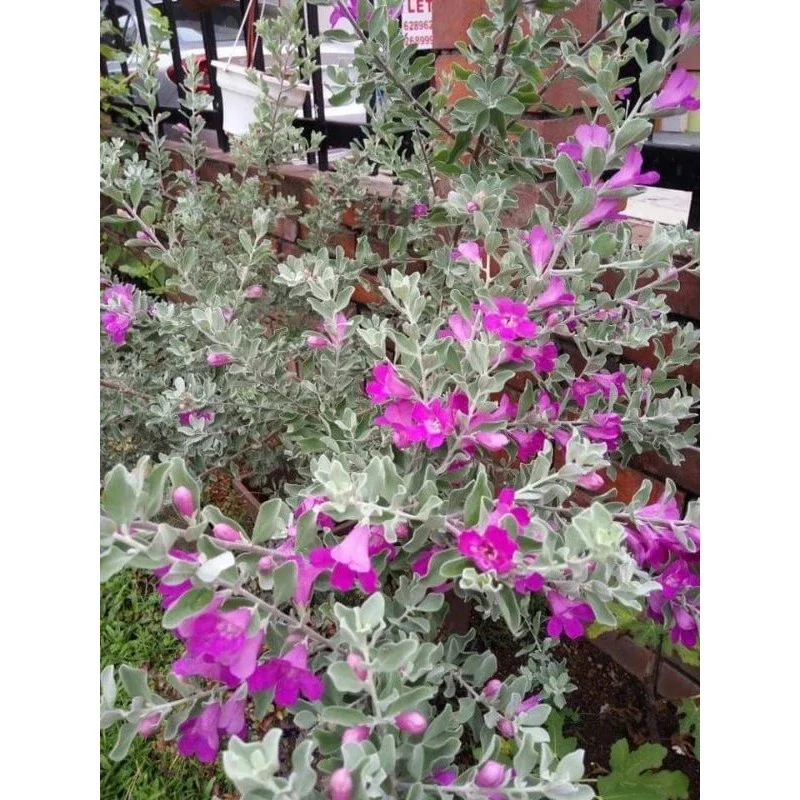 LGR #Texas Sage Leucophyllum frutescens  Plant/室外红花玉芙蓉