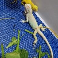 iguana snow sehat terawat