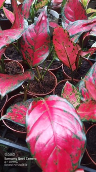 Aglaonema Varieties hybrid Thailand Varieties