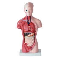 CMVI L-Anatomy Anatomical Internal Organs Assembling Model PVC for Student Teaching Study