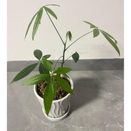 Bicycle fork set, mountain bike tapered fork, road bike straight fork, fork assembly, bicycle fork H