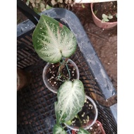 Caladium Shycool,keladi shycool dari Indo