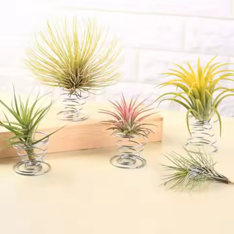 20 Pcs Air Plant Container Tillandsia Holder for Displaying Air Plant Durable Wide Range of Usage DI