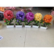 Mini bonsai pot, round fruit tree, square pot