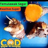 Temulawak 1kg Fresh Temulawak Curcuma
