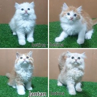 promo JUAL kitten anak kucing anggora persia angora 2.5 bulan jantan