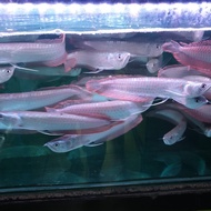 FishLover 💖 arwana silver red brazil 20cm