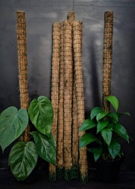 POLE PLANT COCO STICK (COCO FIBER POLE) /PLANT SUPPORT FOR CLIMBING