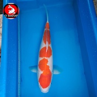 Ikan Koi Import Kohaku 40 cm Momotaro
