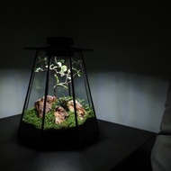 飛行植景/苔蘚瓶/生態瓶/植物燈/鑲嵌玻璃
