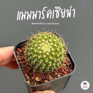 แมมมาร์คเซียน่า Mammillaria marksiana แคคตัส กระบองเพชร cactus&amp;succulent