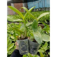 Seedling Anggrek Dendrobium- Bunga Hias Anggrek - Tanaman Hidup -