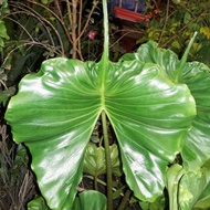 Alocasia Stingray ( plant / pokok )