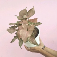 Promo Besar-besaran Tanaman hias indoor Syngonium Pink