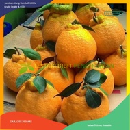 PRODUK TERBARU!! Bibit jeruk dekopon hasil okulasi cepat berbuah