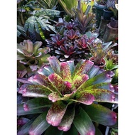 Bromeliad Neoregelia pup for sale, 1st cover pic as ref outlook on mother plant