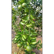 Anak Pokok Buah Limau Bali Sunkist Hybrid / Sunkist Pomelo / Tanaman Hiasan Laman Landskap / Kebun Keliling Rumah / Sena