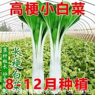 High Stem Cabbage Seeds Long Stem Small Cabbage High Stem Cabbage Seeds Four Seasons Small Green Veg