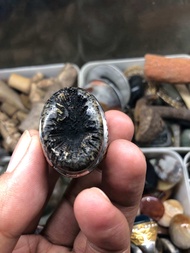 Natural batu tundung bawuk (pengasihan kuat laki)dim batu 30x22x10 ring monel no 9-10