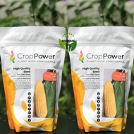 🚚🔥FREE SHIPPING🔥Set 2 Paket x 500g SS932 ASIA MANIS Crop Power Biji Benih Jagung Sangat Manis F1 Hybrid Super Sweet Corn