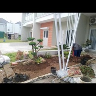 taman rumput/tanaman hias bonsai/kembang