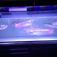 arwana silver red 30 cm
